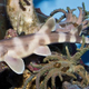 Illustration for article titled Record-Breaking Sperm Storage In Sharks Explains This "Virgin Birth"